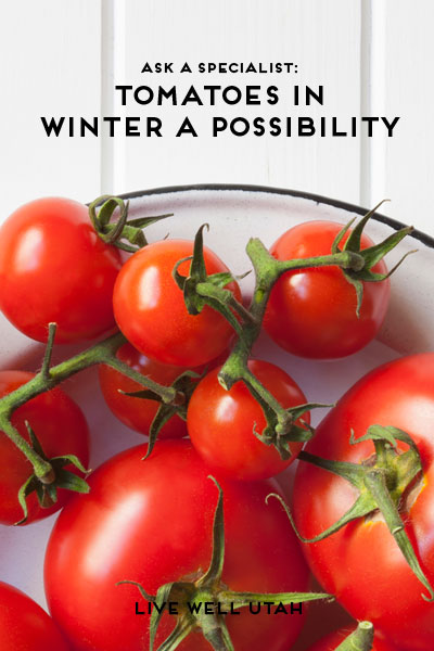 winter-tomatoes