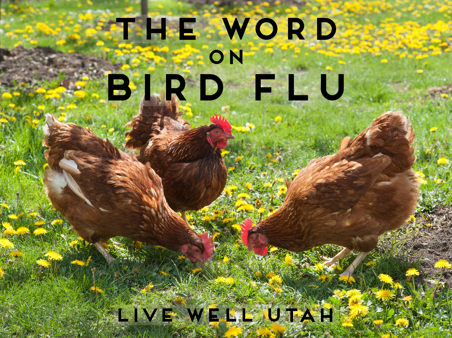 Bird Flu Blog
