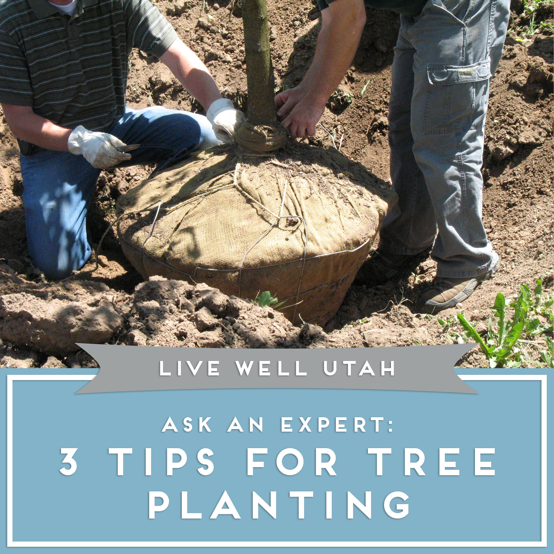 Tree Planting Tips.jpg